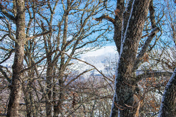 snowy forest with leafless trees