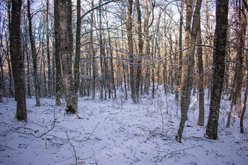 snowy forest with leafless trees