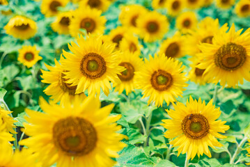 真夏のひまわり畑