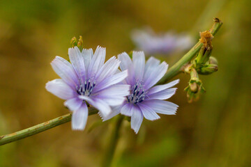 Close up Blue flowers of Cichorium intybus,the most widely seen summer time wild flowers in Italy.Is a woody, herbaceous plant . It lives as a wild plant on roadsides in its native Europe