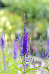 Obraz premium Veronica longifolia blauriesin or speedwells blue flowers with green