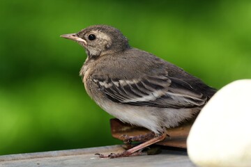 Obraz premium A young white wagtail waits by a stone. Czechia. 