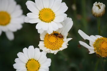 Nahaufnahme von Mageritenblüten mit Käfer