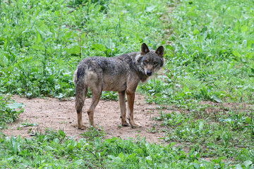 An adult dominant male wolf in the wild