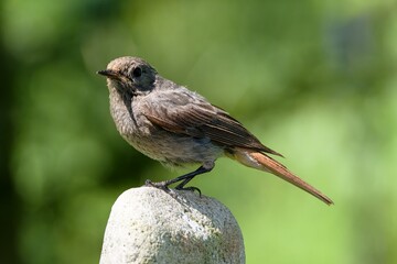 Black redstart - Phoenicurus ochruros - female stands on a stone. Czechia.