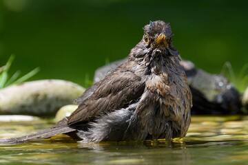 Blackbird, female resting in the water of a bird watering hole while bathing. Czechia.