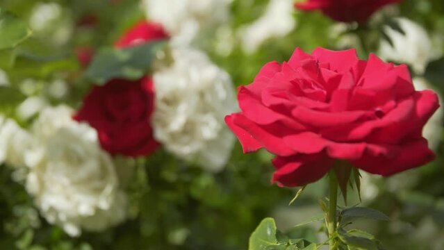 Beautiful red and white roses