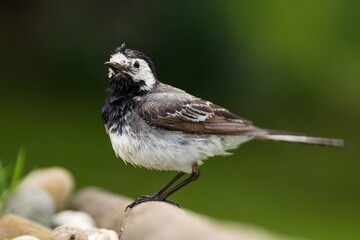 White wagtail is standing on a stick by the stones at the bird's watering hole. Czechia.