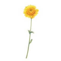 Golden dyer's chamomile meadow flower (cota, Paris daisy, Anthemis tinctoria). Watercolor hand drawn painting illustration, isolated on white background.