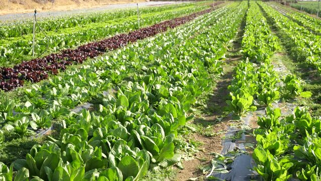 Geen chard growing in rows in a field on a vegetable farm. High quality 4k footage