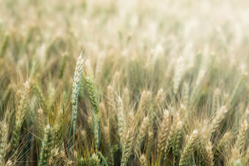 Soczyste świeże kłosy dojrzewającej w polu pszenicy. Zielone pole bokeh rozświetlonego nieba.na tle
