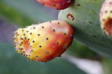 cactus fruit