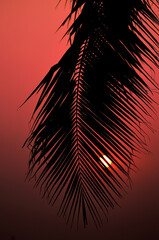 Silhouette of palm tree with sunset sky