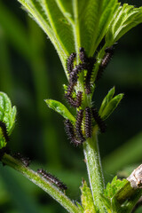 Buck Moth Caterpillars, Hemileuca maia, on a leaf