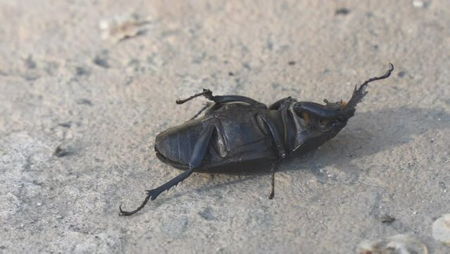 Stag beetle (Lucanus cervus) female is lying on her back on the concrete floor and cannot turn over. Side view