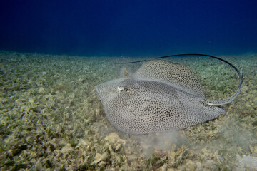 Leopardenrochen - Rotes Meer - Ägypten