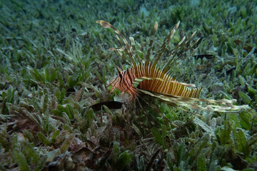 Rotfeuerfisch - Lion Fish - Rotes Meer - Ägypten