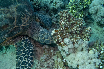 Karettschildkröte - Turtle - Rotes Meer - Ägypten