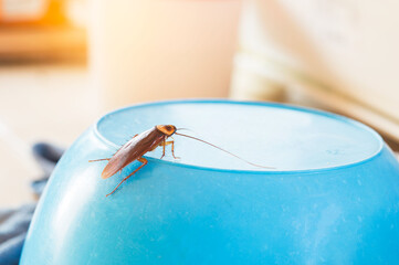 The problem in the house because of cockroaches living in the kitchen. Cockroaches on the blue plastic cup.
