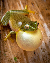 frog on a leaf