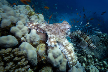 Krake - Rotes Meer - Ägypten