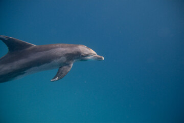 Tümmler - Delfin - Rotes Meer - Egypten