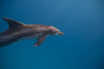 Tümmler - Delfin - Rotes Meer - Egypten © G. W. Haupt