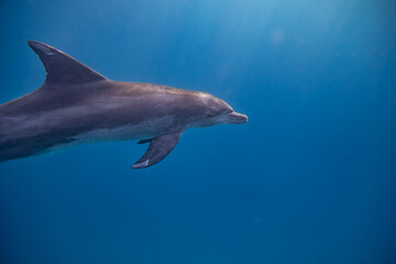 Tümmler - Delfin - Rotes Meer - Egypten © G. W. Haupt