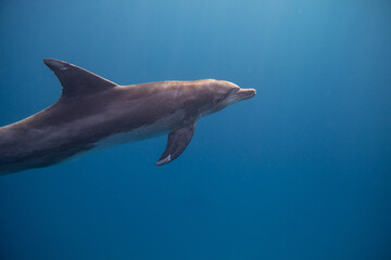 Tümmler - Delfin - Rotes Meer - Egypten © G. W. Haupt