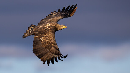 White-tailed eagle, haliaeetus albicilla, in the air in springtime in sunlight. Bird of prey in...