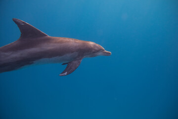 Tümmler - Delfin - Rotes Meer - Egypten © G. W. Haupt