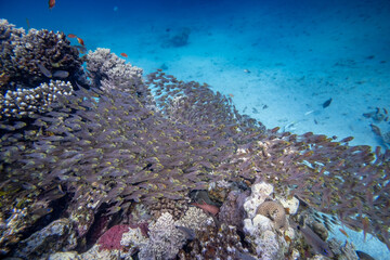 Korallenfische - rotes Meer - Ägypten