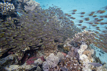 Korallenfische - rotes Meer - Ägypten