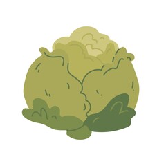Cabbage flat vector illustration isolated on white background