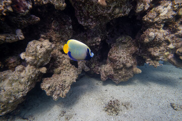 Imperator Kaiserfisch - Rotes Meer - Ägypten
