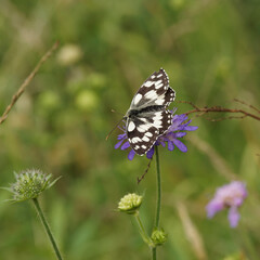 Melanargia galathea - Papillon demi-deuil posé ailes ouvertes se régalant du nectar d'une fleur de scabieuse (Scabiosa columbaria)