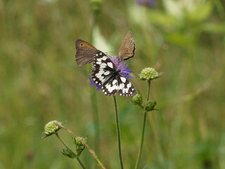 Papillons butinant ensembles sur une fleur de scabieuse. Un demi-deuil (Melanargia galathea), un tristan (Aphantopus hyperantus), un myrtil ou myrtile (Maniola jurtina)