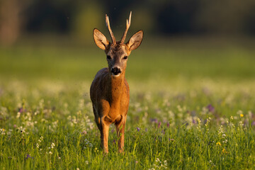 Roe deer, capreolus capreolus, looking to the camera on meadow in summer. Roebuck standing on wildflowers form front. Antlered mammal watching on green pasture. © WildMedia