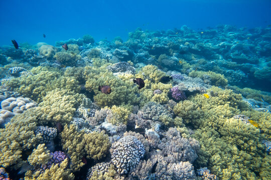 im roten Meer in &Auml;gypten - Hausriff - Shal Hasheesh