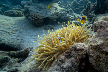 Fototapeta na wymiar Anemonenfische - Rotes Meer - Egypten