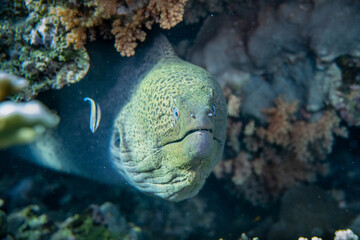 Obraz premium Riesenmuräne - Rotes Meer - Ägypten