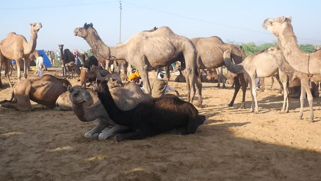 Camels gathered for trade at pushkar camel fair in India