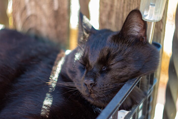 An Italian black cat with sleeping eyes lay on the garden ,Italian cat.European kittens.Animal lover