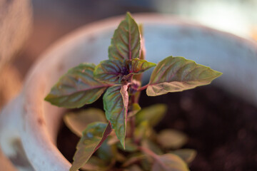 Dark opal basil or Red basil growing in the pot ,It is a cultivar of Ocimum basilicum. Herb ,Organic garden.Italy