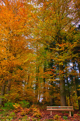 Autumn in the Black Forest, Germany