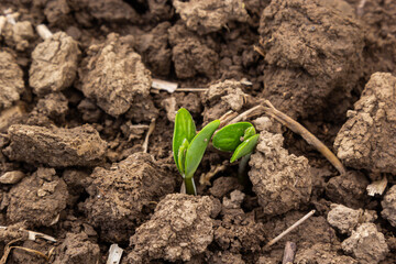 Agricultural soy plantation on sunny day - Green growing soybeans plant against sunlight