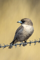 White-vented Black-faced Woodswallow in Queensland Australia