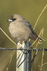 White-vented Black-faced Woodswallow in Queensland Australia