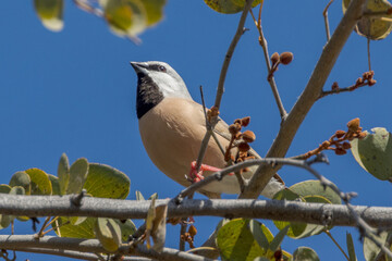 Black-throated Finch in Queensland Australia