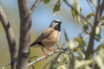 Obraz premium Black-throated Finch in Queensland Australia